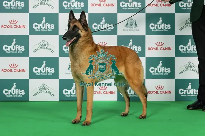 Framed Print : Belgian Shepherd Dog (Malinois) Best of Breed Crufts 2026 Framed Print : Belgian Shepherd Dog (Malinois) Best of Breed Crufts 2026