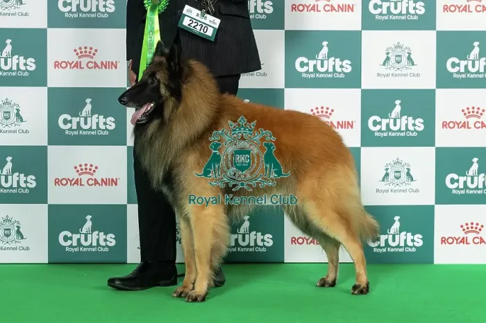 Framed Print : Belgian Shepherd Dog (Tervueren) Best of Breed Crufts 2026 Framed Print : Belgian Shepherd Dog (Tervueren) Best of Breed Crufts 2026