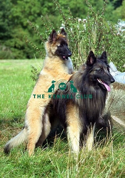 Belgian Shepherd Dog-Tervueren and puppy