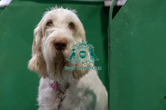 Framed Print : Bella, an Italian Spinone who was competing today (Saturday 08 / 03 / 25) Framed Print : Bella, an Italian Spinone who was competing today (Saturday 08 / 03 / 25)