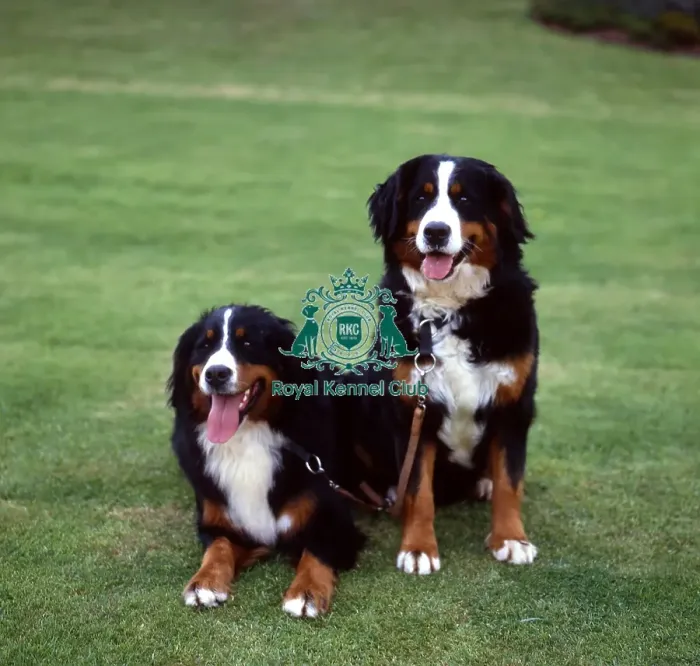 Framed Print : Bernese Mountain Dog Framed Print : Bernese Mountain Dog