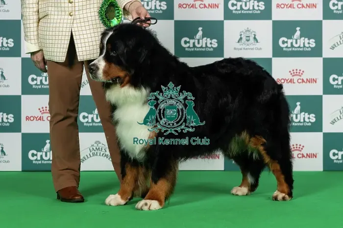 Framed Print : Bernese Mountain Dog Best of Breed Crufts 2026 Framed Print : Bernese Mountain Dog Best of Breed Crufts 2026