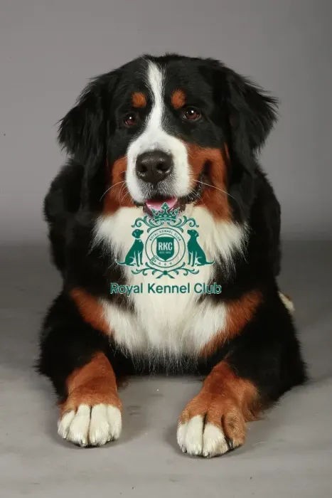 Framed Print : Bernese Mountain Dog, Crufts 2013, working group, portrait, nick ridley, KCPL, stock images Framed Print : Bernese Mountain Dog, Crufts 2013, working group, portrait, nick ridley, KCPL, stock images