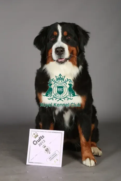 Framed Print : Bernese Mountain Dog, Crufts 2013, working group, nick ridley, portrait, certificate Framed Print : Bernese Mountain Dog, Crufts 2013, working group, nick ridley, portrait, certificate