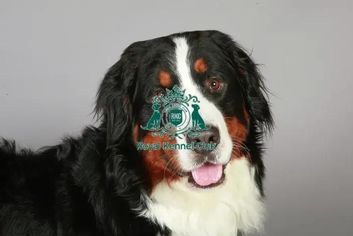 Framed Print : Bernese Mountain Dog, Crufts 2013, working dog, nick ridley, stock images, KCPL, portrait Framed Print : Bernese Mountain Dog, Crufts 2013, working dog, nick ridley, stock images, KCPL, portrait