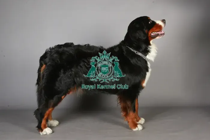 Framed Print : Bernese Mountain Dog, Crufts 2013, working group, nick ridley, portait, KCPL, stock images Framed Print : Bernese Mountain Dog, Crufts 2013, working group, nick ridley, portait, KCPL, stock images
