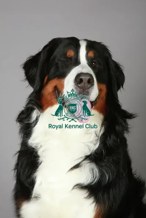 Framed Print : Bernese Mountain Dog, Crufts 2013, working group, portrait, nick ridley, stock images Framed Print : Bernese Mountain Dog, Crufts 2013, working group, portrait, nick ridley, stock images