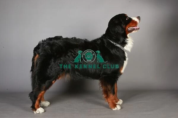 Bernese Mountain Dog, Crufts 2013, working group, nick ridley, portait, KCPL, stock images