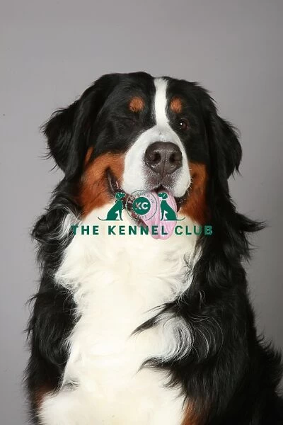 Bernese Mountain Dog, Crufts 2013, working group, portrait, nick ridley, stock images