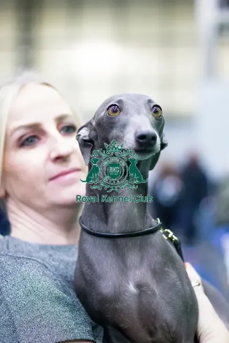 Framed Print : Bertie, Italian greyhound, owner Siobhan Framed Print : Bertie, Italian greyhound, owner Siobhan