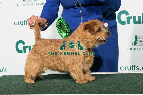 Best of Breed 2020 Norfolk Terrier