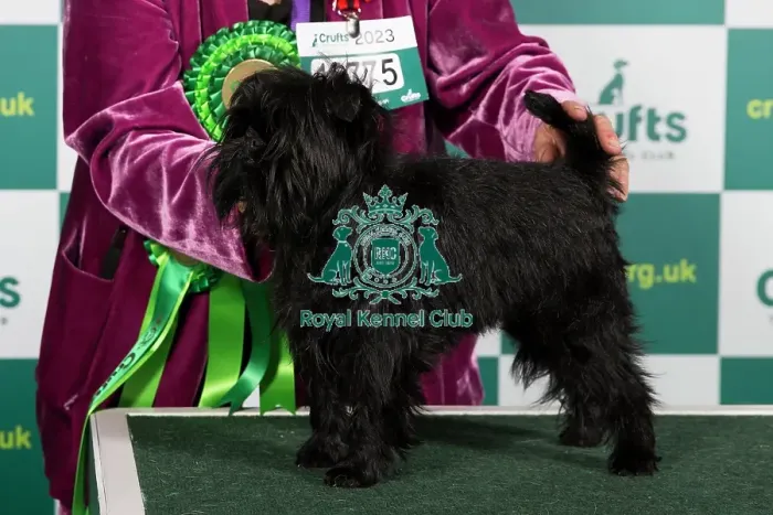 Framed Print : Best of Breed Affenpinscher Crufts 2023