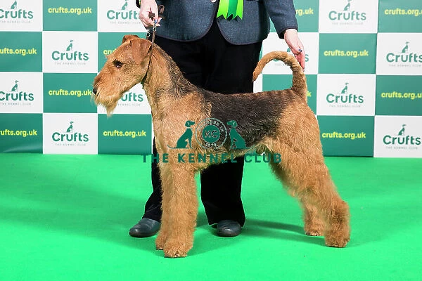 Best of Breed AIREDALE TERRIER Crufts 2023