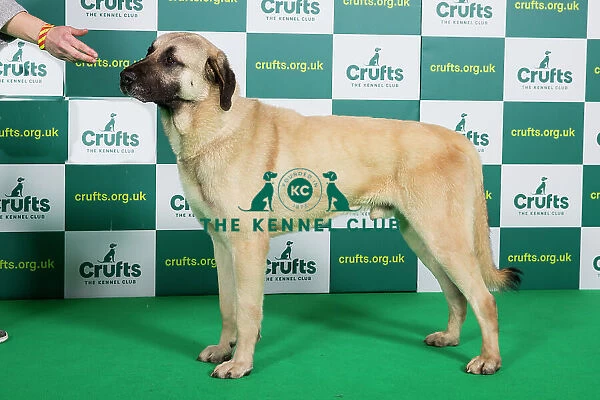 Best of Breed ANATOLIAN SHEPHERD DOG (NONCC) Crufts 2023