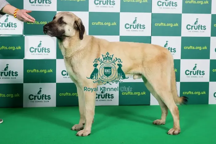 Framed Print : Best of Breed ANATOLIAN SHEPHERD DOG (NONCC) Crufts 2023 Framed Print : Best of Breed ANATOLIAN SHEPHERD DOG (NONCC) Crufts 2023