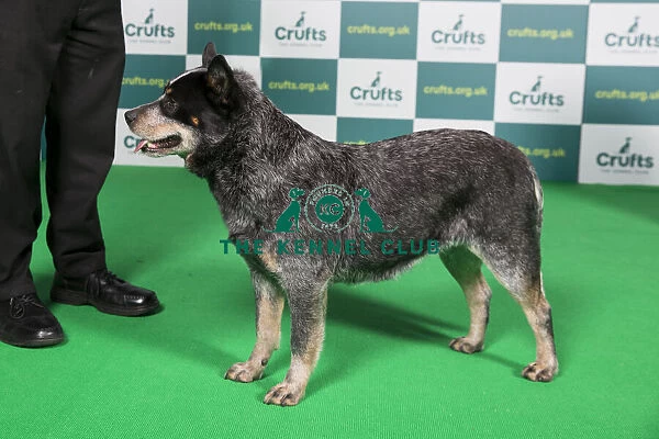 Best of Breed Australian Cattle Dog Crufts 2022