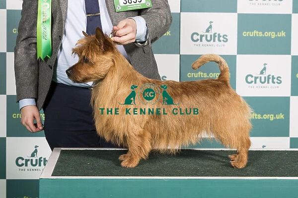 Best of Breed Australian Terrier Crufts 2022