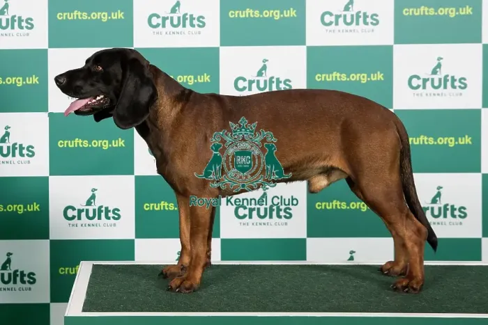 Framed Print : Best of Breed BAVARIAN MOUNTAIN HOUND (IMP) Crufts 2023