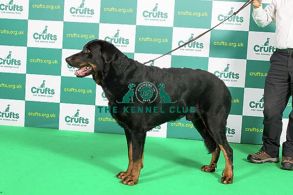 Best of Breed BEAUCERON (IMP) Crufts 2023
