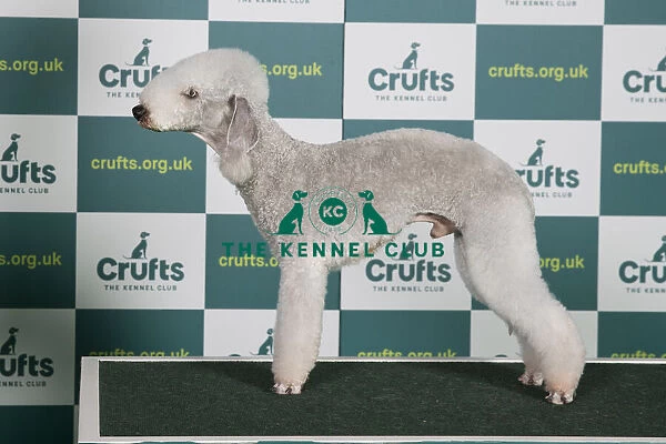 Best of Breed Bedlington Terrier Crufts 2022