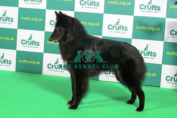 Best of Breed BELGIAN SHEPHERD DOG (GROENENDAEL) Crufts 2023
