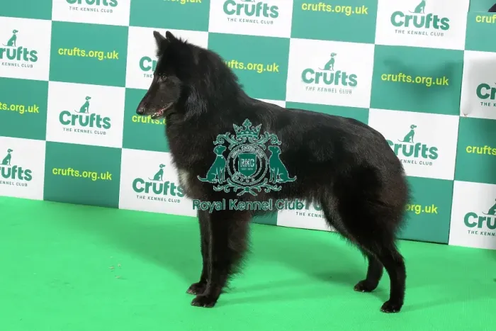 Framed Print : Best of Breed BELGIAN SHEPHERD DOG (GROENENDAEL) Crufts 2023