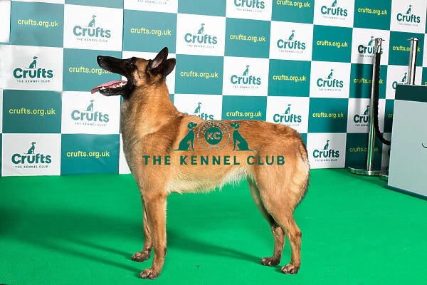 Best of Breed BELGIAN SHEPHERD DOG (MALINOIS) Crufts 2022