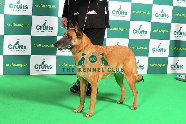Best of Breed BELGIAN SHEPHERD DOG (MALINOIS) Crufts 2023