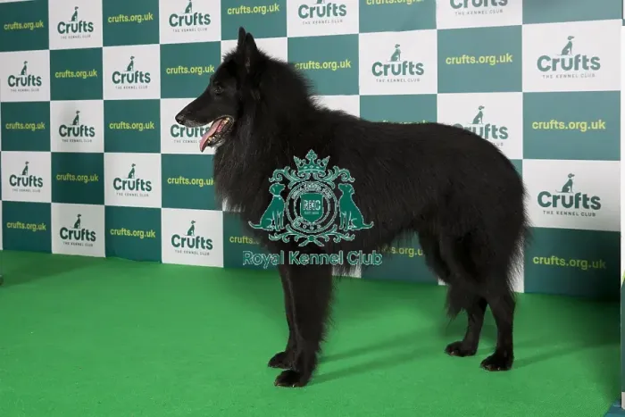 Framed Print : Best of Breed BELGIAN SHEPHERD DOG (TERVUEREN) Crufts 2022