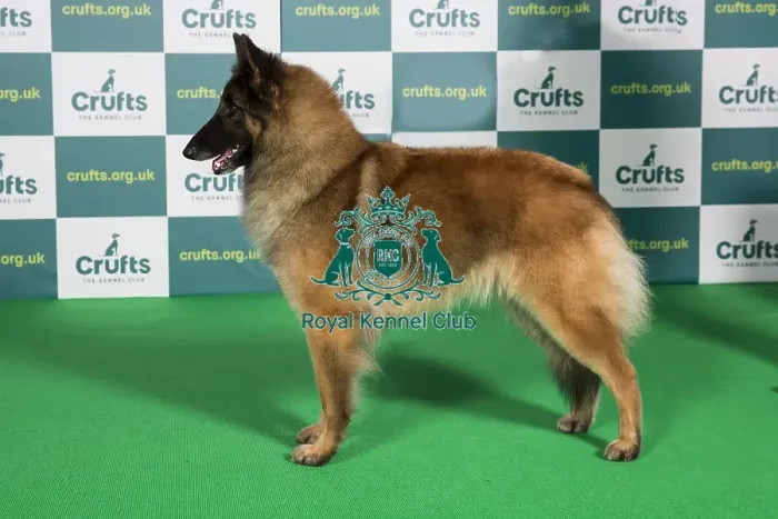 Framed Print : Best of Breed BELGIAN SHEPHERD DOG (TERVUEREN) Crufts 2022 Framed Print : Best of Breed BELGIAN SHEPHERD DOG (TERVUEREN) Crufts 2022