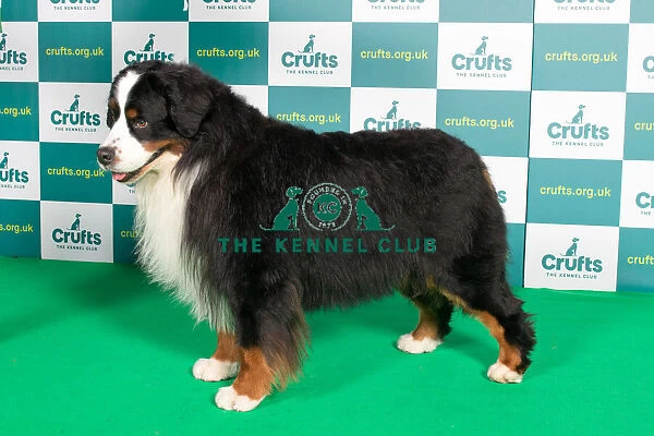 Best of Breed BERNESE MOUNTAIN DOG Crufts 2022