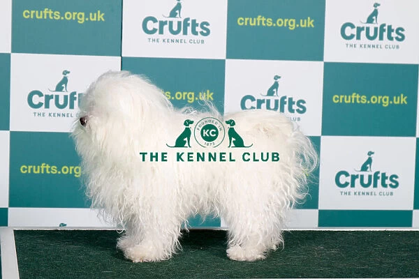 Best of Breed Bolognese Crufts 2022