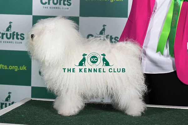 Best of Breed BOLOGNESE Crufts 2023