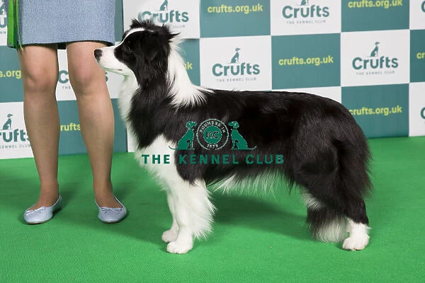 Best of Breed BORDER COLLIE Crufts 2022