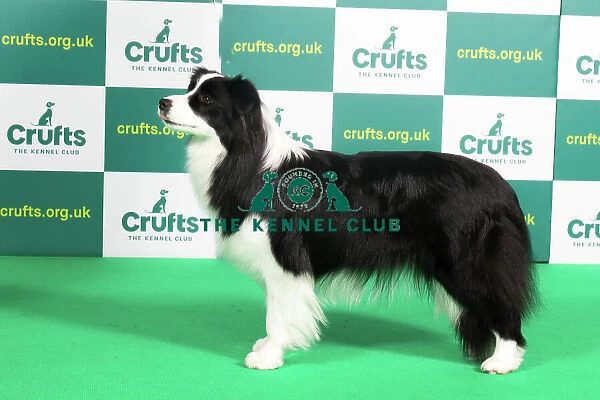 Best of Breed Border Collie Crufts 2023