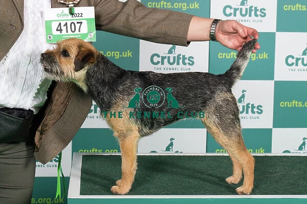 Best of Breed Border Terrier Crufts 2022