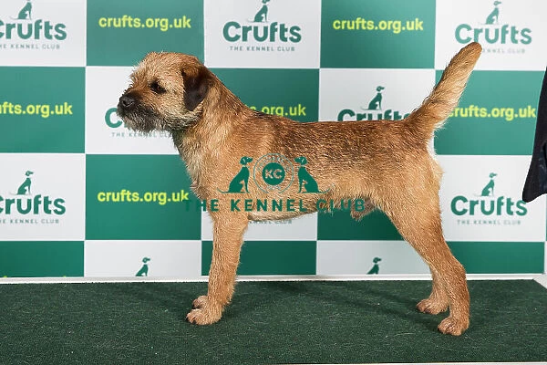 Best of Breed BORDER TERRIER Crufts 2023
