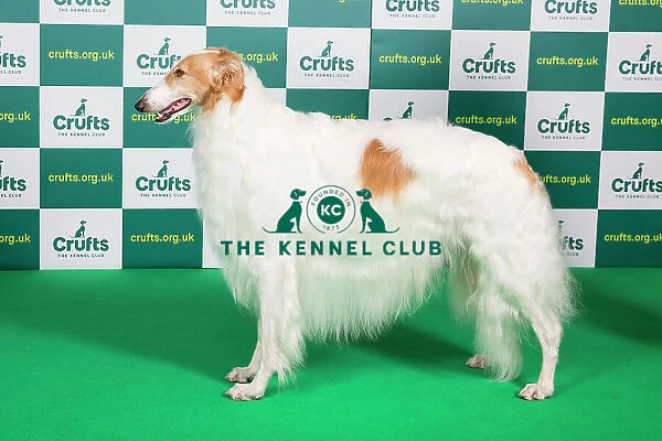 Best of Breed BORZOI Crufts 2023