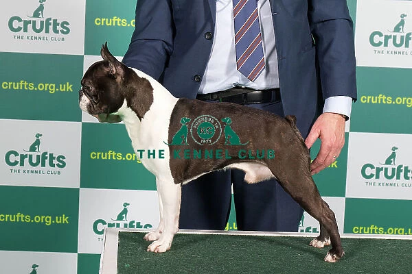 Best of Breed Boston Terrier Crufts 2023