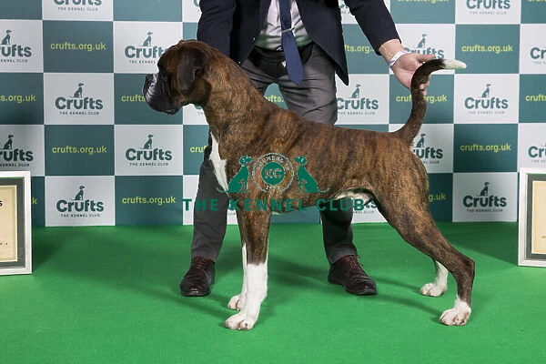 Best of Breed Boxer Crufts 2022
