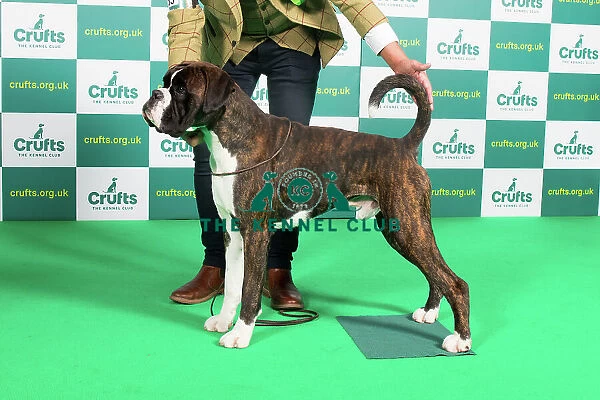 Best of Breed Boxer Crufts 2023