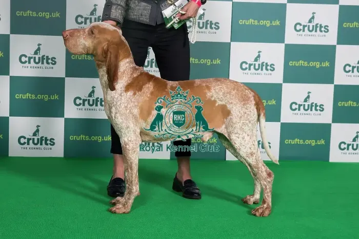 Framed Print : Best of Breed BRACCO ITALIANO Crufts 2022 Framed Print : Best of Breed BRACCO ITALIANO Crufts 2022
