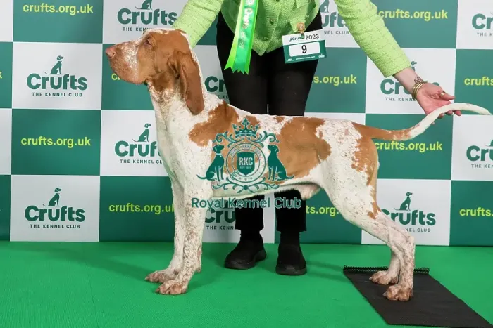 Framed Print : Best of Breed Bracco Italiano Crufts 2023 Framed Print : Best of Breed Bracco Italiano Crufts 2023