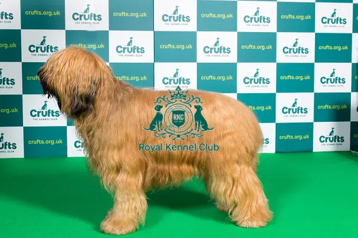 Framed Print : Best of Breed BRIARD Crufts 2022 Framed Print : Best of Breed BRIARD Crufts 2022