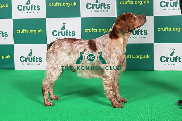 Best of Breed Brittany Crufts 2023