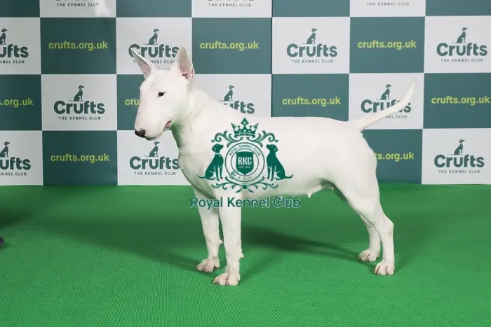 Framed Print : Best of Breed BULL TERRIER Crufts 2022 Framed Print : Best of Breed BULL TERRIER Crufts 2022