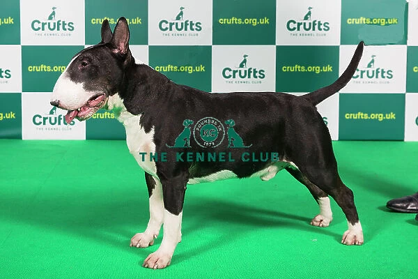 Best of Breed BULL TERRIER Crufts 2023