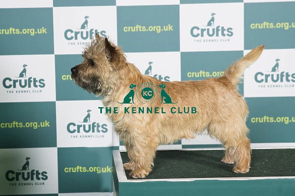 Best of Breed CAIRN TERRIER Crufts 2022