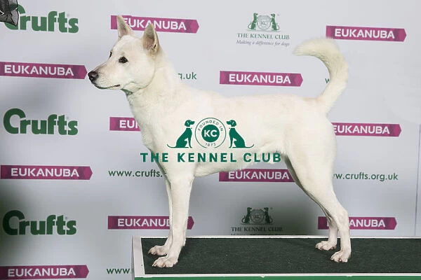 Best of Breed CANAAN DOG