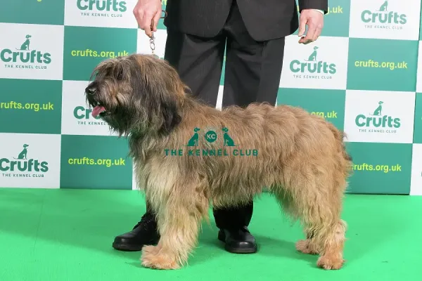 Sheep Dog Catalan Shepherd Best Of Breed CATALAN SHEEPDOG Crufts